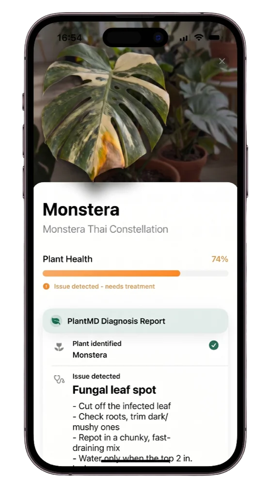 PlantMD diagnosis report for a Monstera showing plant health, the issue detected as fungal leaf spot, and treatment instructions