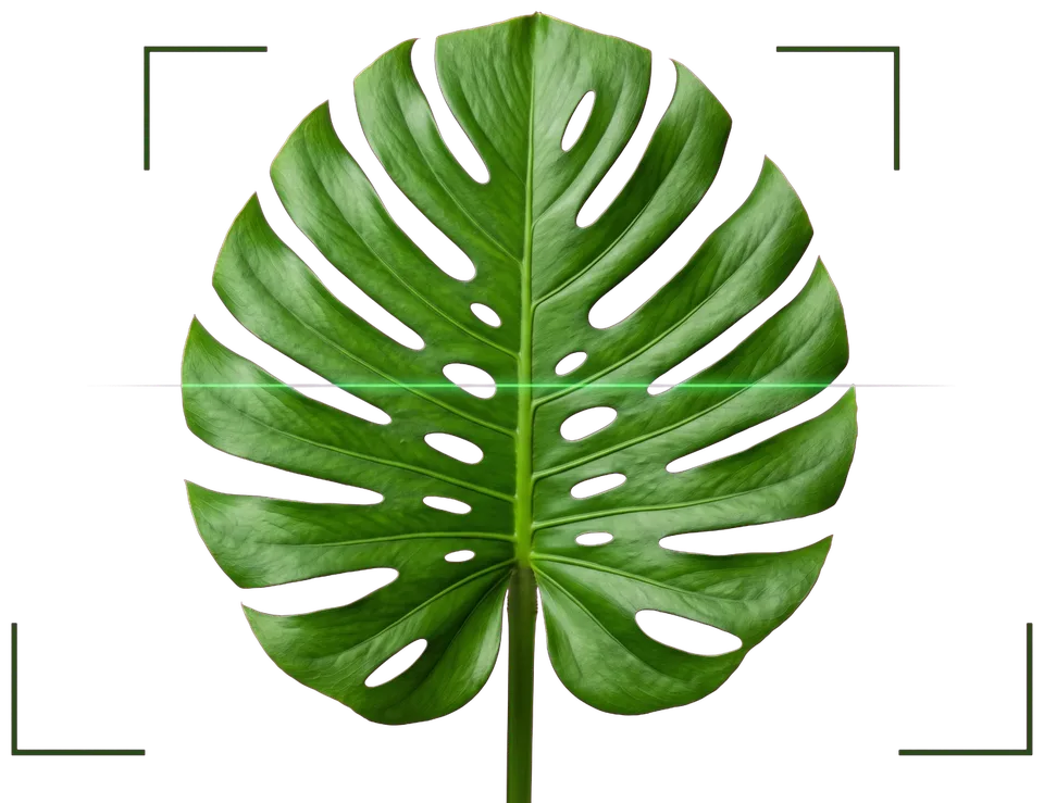 A monstera leaf framed by scan brackets while PlantMD analyzes its shape and veins