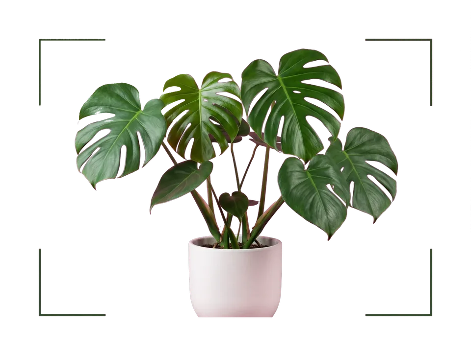 A monstera houseplant framed by scan brackets, the way PlantMD identifies a plant from a picture